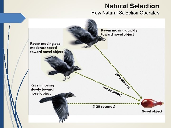 Natural Selection How Natural Selection Operates 
