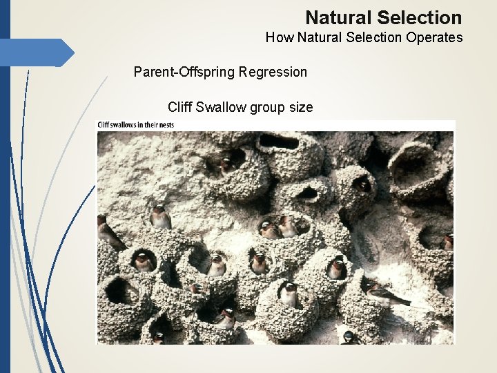 Natural Selection How Natural Selection Operates Parent-Offspring Regression Cliff Swallow group size 
