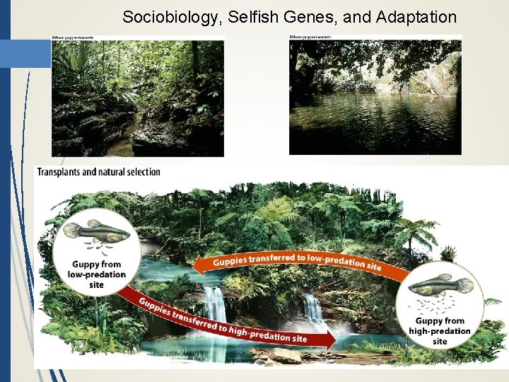 Sociobiology, Selfish Genes, and Adaptation 