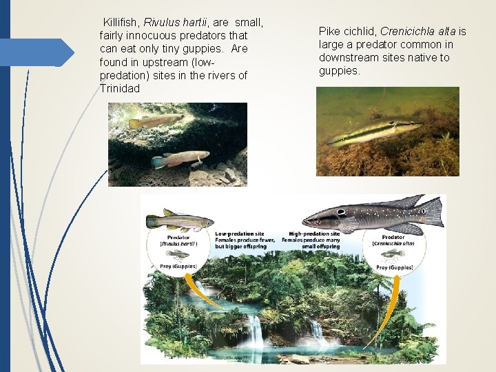 Killifish, Rivulus hartii, are small, fairly innocuous predators that can eat only tiny guppies.
