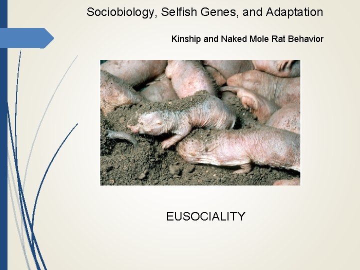 Sociobiology, Selfish Genes, and Adaptation Kinship and Naked Mole Rat Behavior EUSOCIALITY 