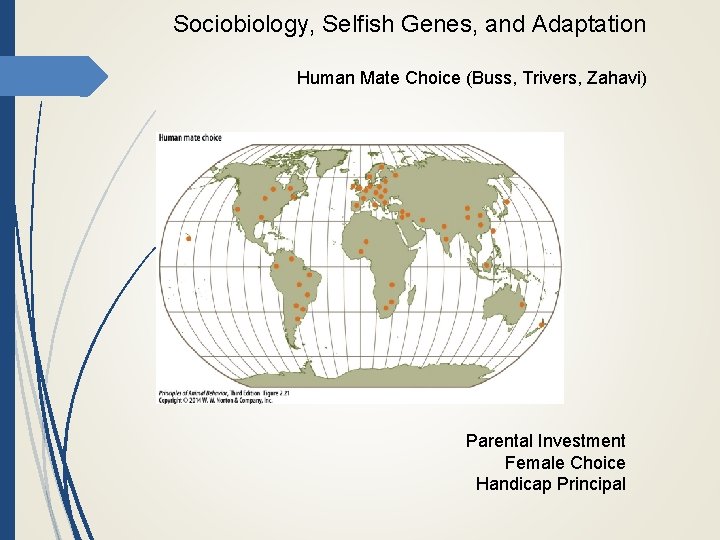 Sociobiology, Selfish Genes, and Adaptation Human Mate Choice (Buss, Trivers, Zahavi) Parental Investment Female