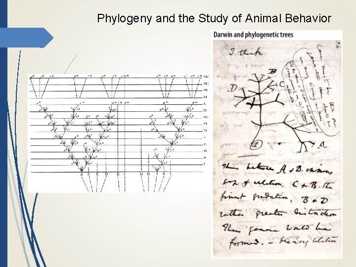 Phylogeny and the Study of Animal Behavior 