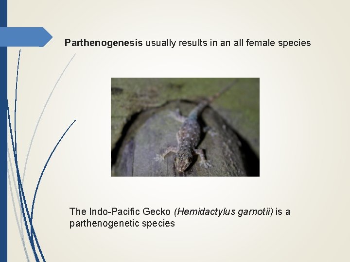 Parthenogenesis usually results in an all female species The Indo-Pacific Gecko (Hemidactylus garnotii) is