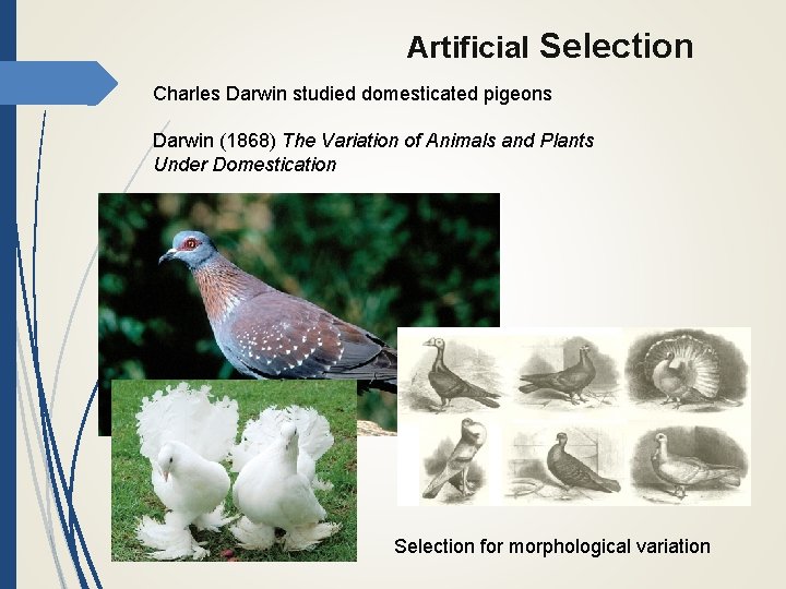 Artificial Selection Charles Darwin studied domesticated pigeons Darwin (1868) The Variation of Animals and