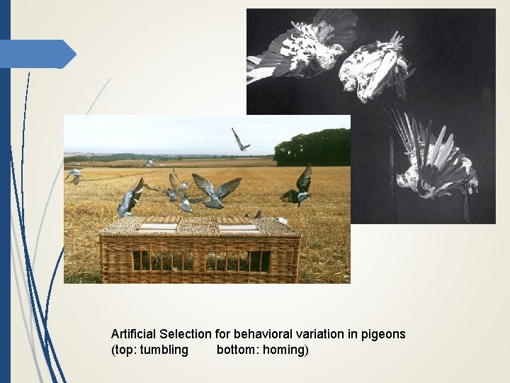 Artificial Selection for behavioral variation in pigeons (top: tumbling bottom: homing) 
