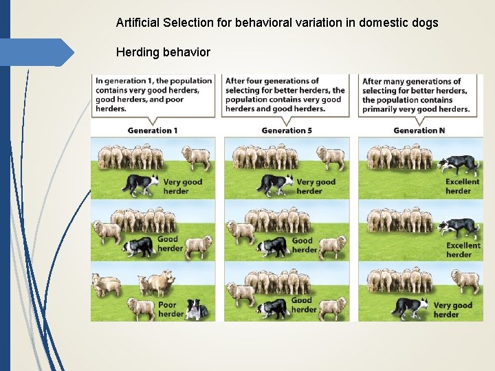 Artificial Selection for behavioral variation in domestic dogs Herding behavior 