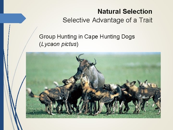 Natural Selection Selective Advantage of a Trait Group Hunting in Cape Hunting Dogs (Lycaon