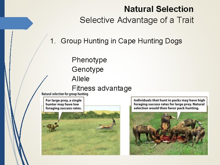 Natural Selection Selective Advantage of a Trait 1. Group Hunting in Cape Hunting Dogs