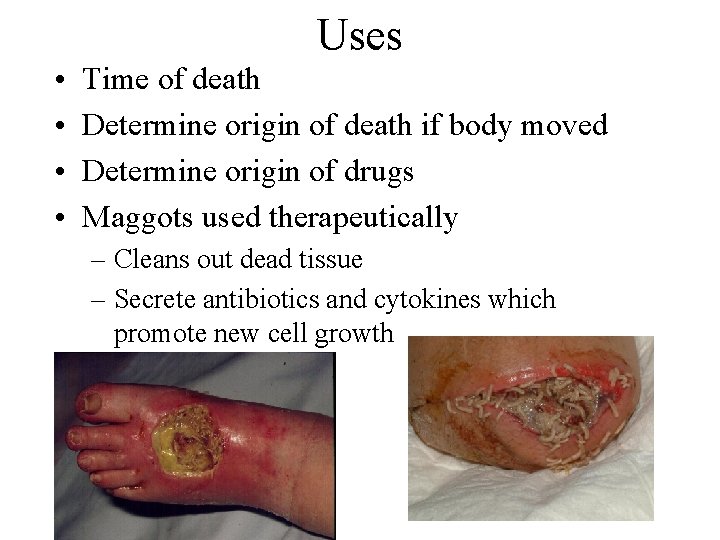 Uses • • Time of death Determine origin of death if body moved Determine