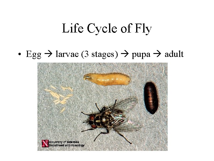 Life Cycle of Fly • Egg larvae (3 stages) pupa adult 