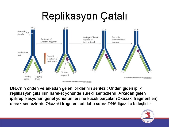 Replikasyon Çatalı DNA’nın önden ve arkadan gelen ipliklerinin sentezi: Önden giden iplik replikasyon çatalının