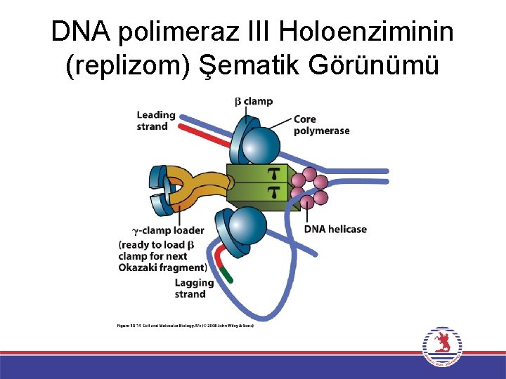 DNA polimeraz III Holoenziminin (replizom) Şematik Görünümü 