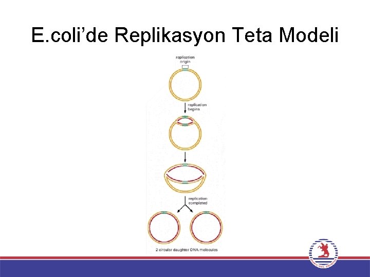 E. coli’de Replikasyon Teta Modeli 