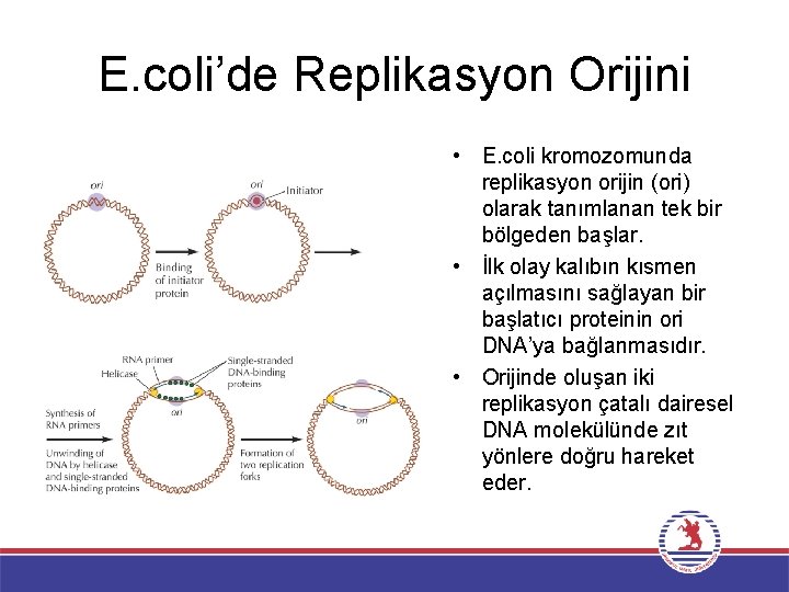 E. coli’de Replikasyon Orijini • E. coli kromozomunda replikasyon orijin (ori) olarak tanımlanan tek