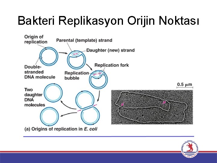 Bakteri Replikasyon Orijin Noktası 