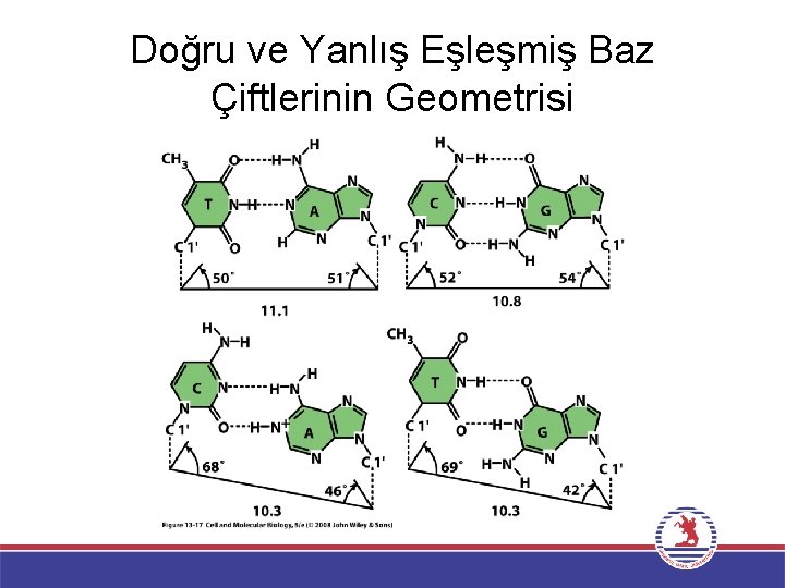 Doğru ve Yanlış Eşleşmiş Baz Çiftlerinin Geometrisi 