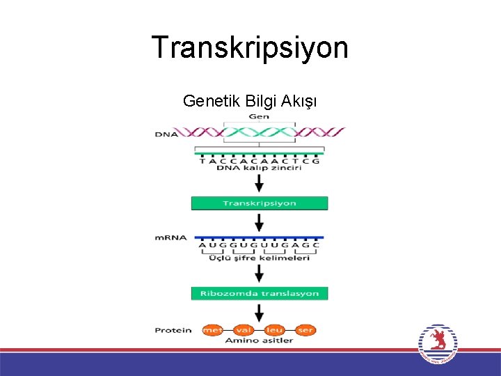 Transkripsiyon Genetik Bilgi Akışı 