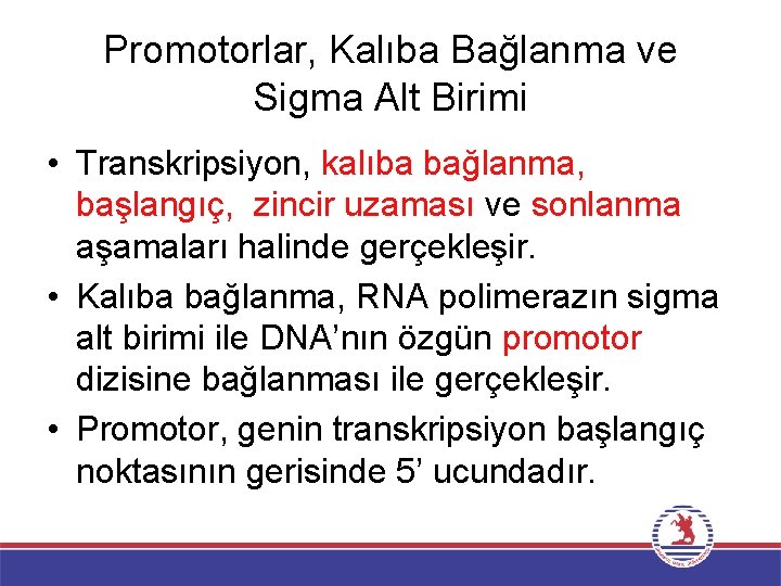 Promotorlar, Kalıba Bağlanma ve Sigma Alt Birimi • Transkripsiyon, kalıba bağlanma, başlangıç, zincir uzaması