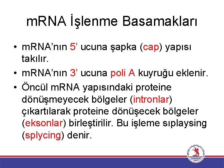m. RNA İşlenme Basamakları • m. RNA’nın 5’ ucuna şapka (cap) yapısı takılır. •