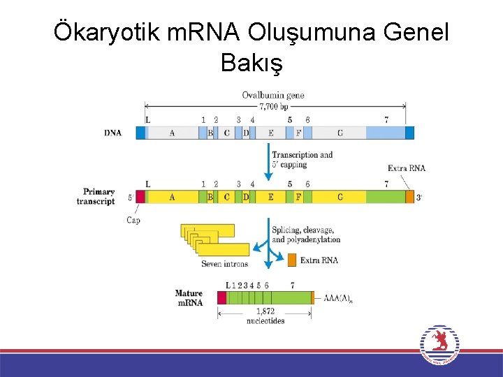 Ökaryotik m. RNA Oluşumuna Genel Bakış 