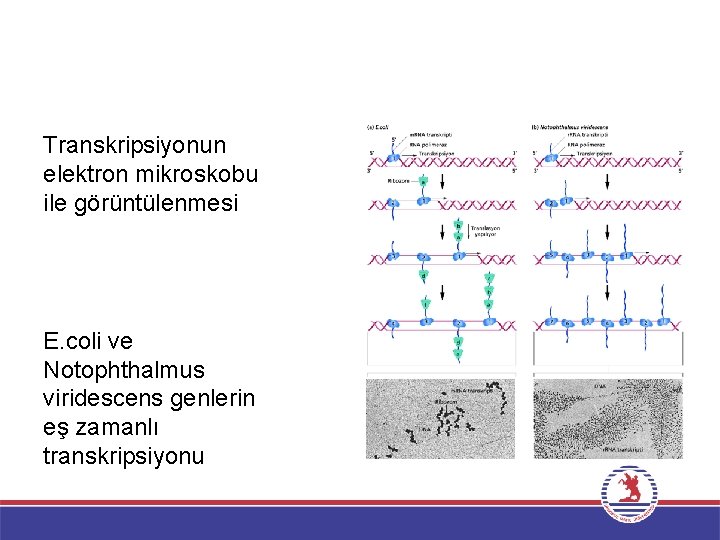 Transkripsiyonun elektron mikroskobu ile görüntülenmesi E. coli ve Notophthalmus viridescens genlerin eş zamanlı transkripsiyonu