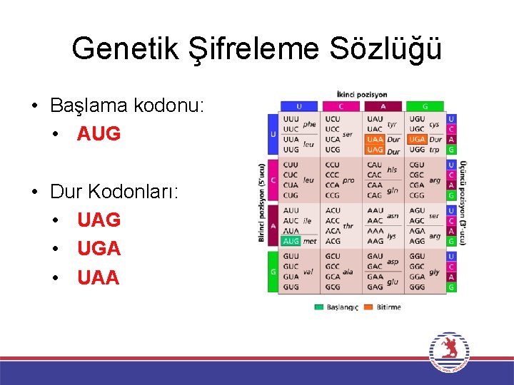 Genetik Şifreleme Sözlüğü • Başlama kodonu: • AUG • Dur Kodonları: • UAG •