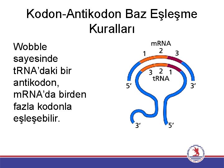 Kodon-Antikodon Baz Eşleşme Kuralları Wobble sayesinde t. RNA’daki bir antikodon, m. RNA’da birden fazla