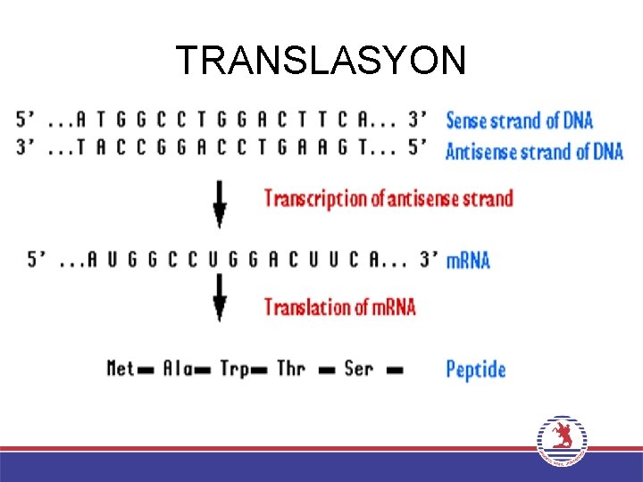 TRANSLASYON 