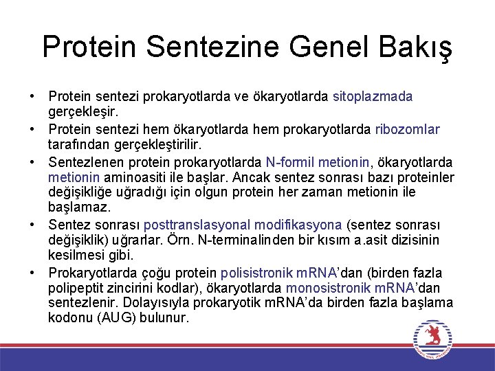 Protein Sentezine Genel Bakış • Protein sentezi prokaryotlarda ve ökaryotlarda sitoplazmada gerçekleşir. • Protein