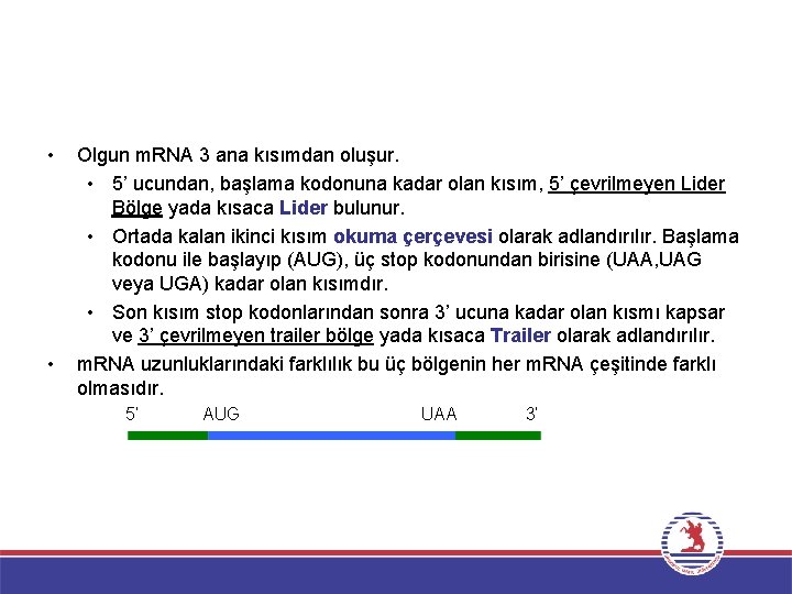  • • Olgun m. RNA 3 ana kısımdan oluşur. • 5’ ucundan, başlama