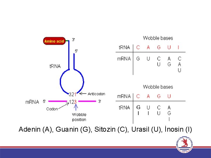 Adenin (A), Guanin (G), Sitozin (C), Urasil (U), İnosin (I) 