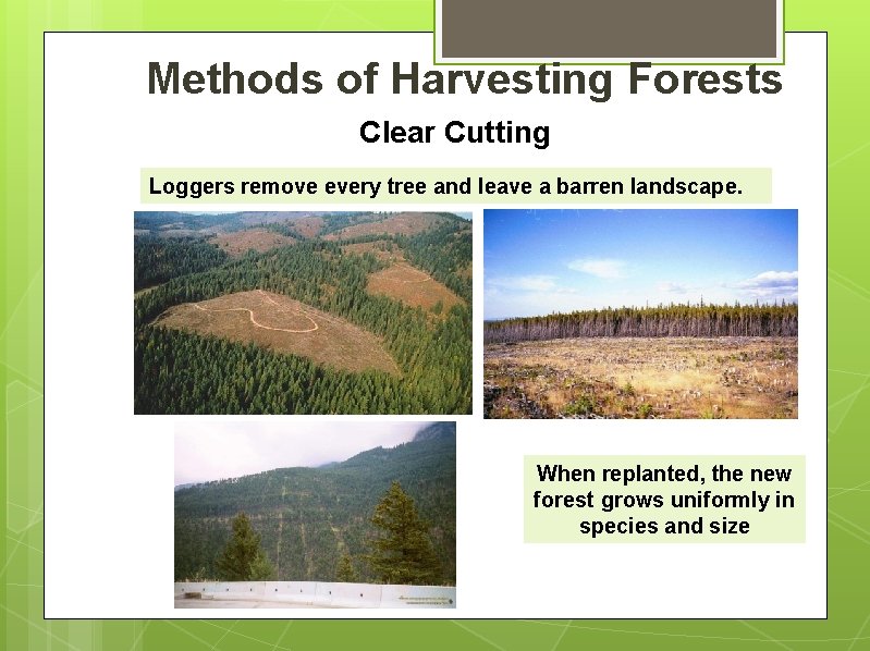 Methods of Harvesting Forests Clear Cutting Loggers remove every tree and leave a barren