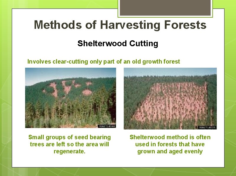 Methods of Harvesting Forests Shelterwood Cutting Involves clear-cutting only part of an old growth