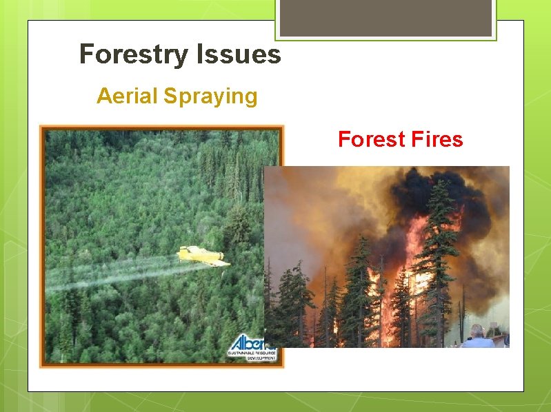 Forestry Issues Aerial Spraying Forest Fires 