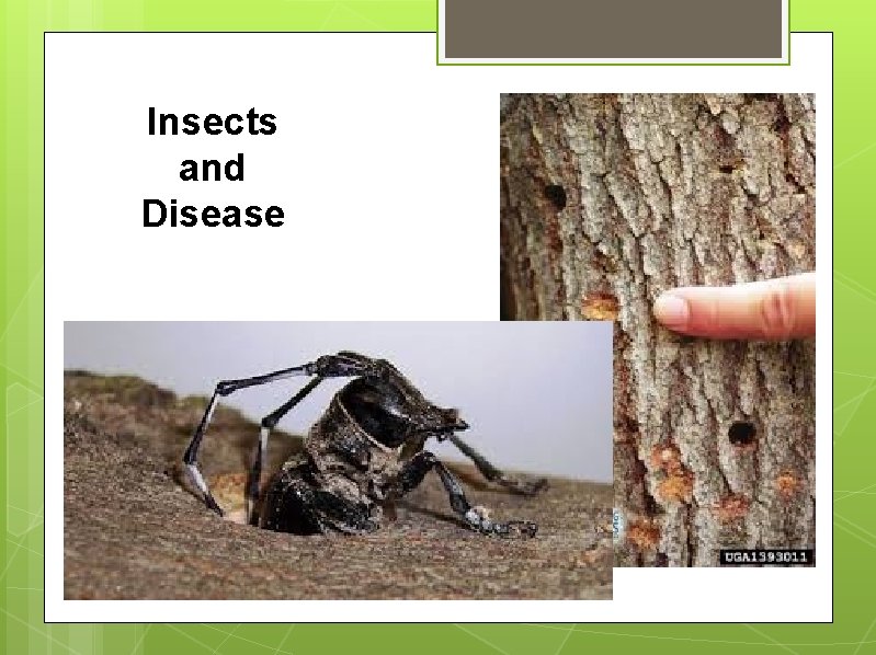 Insects and Disease 