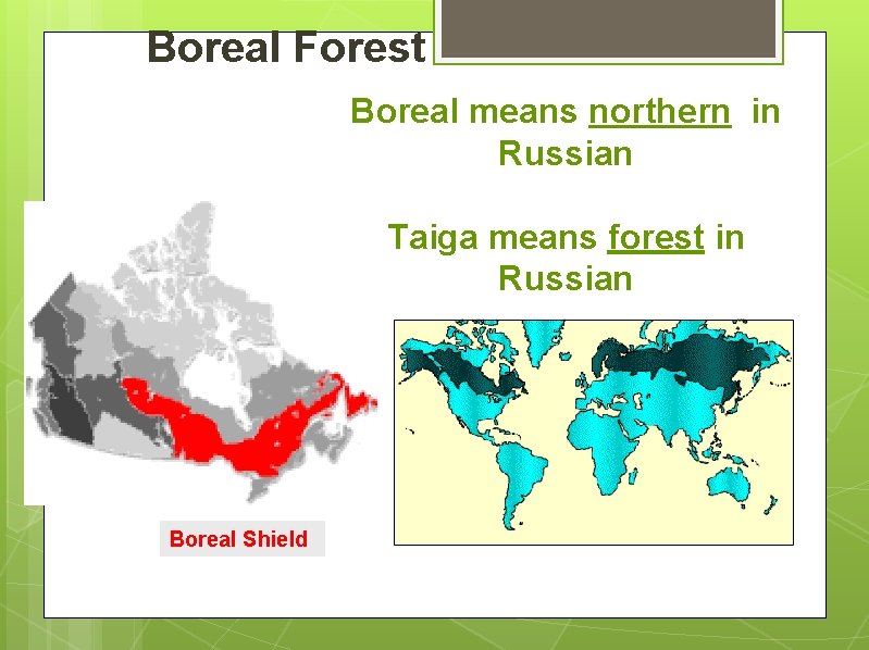 Boreal Forest Boreal means northern in Russian Taiga means forest in Russian Boreal Shield