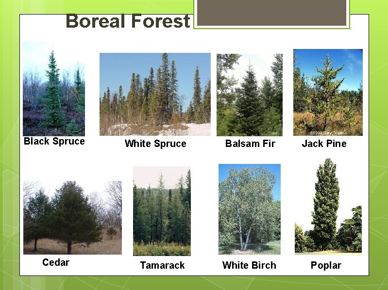 Boreal Forest Black Spruce Cedar White Spruce Balsam Fir Jack Pine Tamarack White Birch