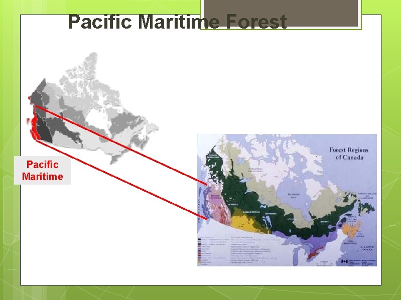 Pacific Maritime Forest Pacific Maritime 