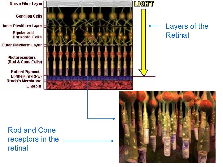 Layers of the Retinal Rod and Cone receptors in the retinal 