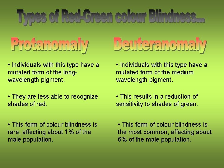  • Individuals with this type have a mutated form of the longwavelength pigment.