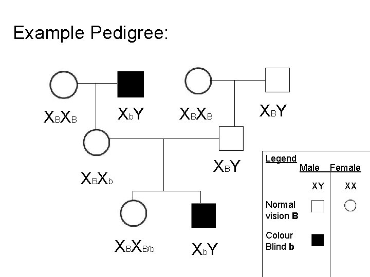 Example Pedigree: X b. Y X BX B X BY X BX b Legend
