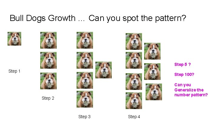 Bull Dogs Growth … Can you spot the pattern? Step 5 ? Step 100?