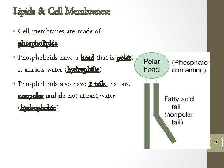 Lipids & Cell Membranes: • Cell membranes are made of phospholipids • Phospholipids have