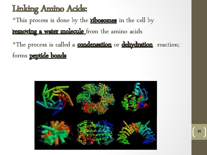 Linking Amino Acids: • This process is done by the ribosomes in the cell
