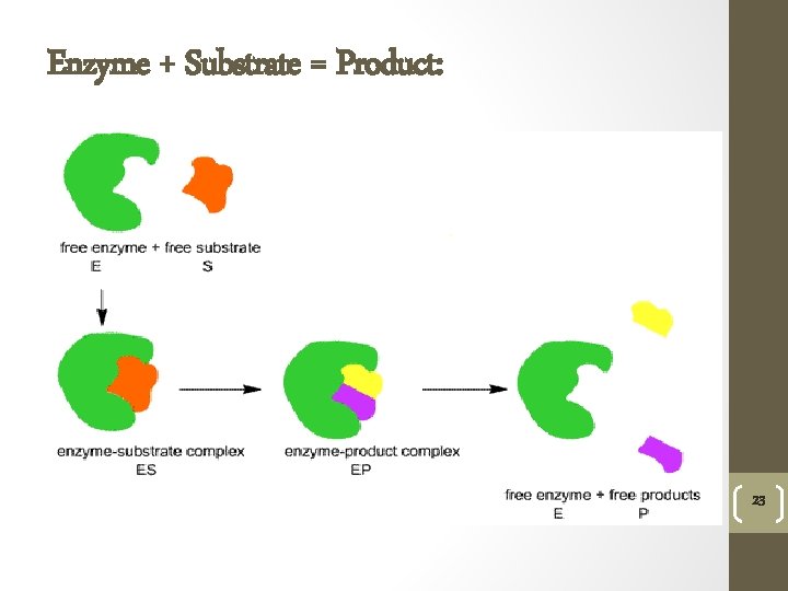 Enzyme + Substrate = Product: 23 