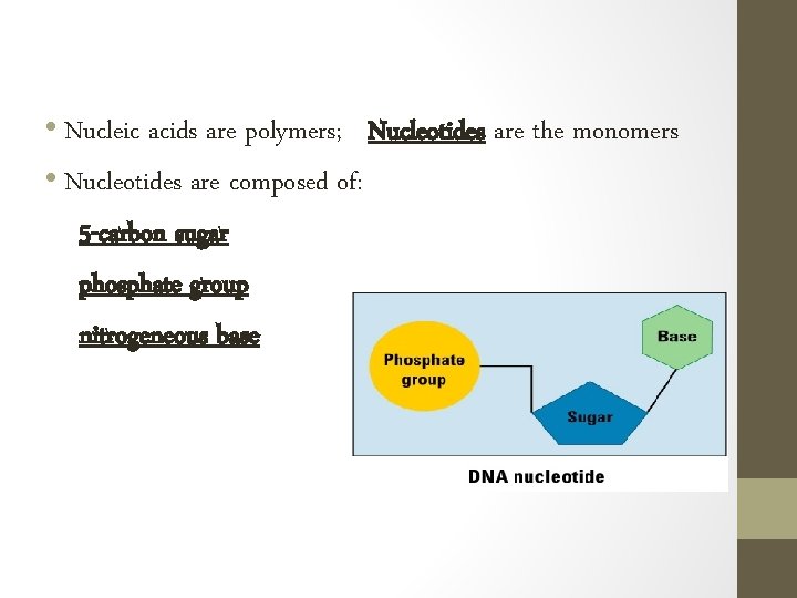  • Nucleic acids are polymers; Nucleotides are the monomers • Nucleotides are composed