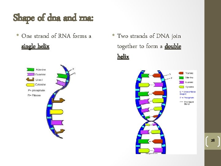 Shape of dna and rna: • One strand of RNA forms a single helix