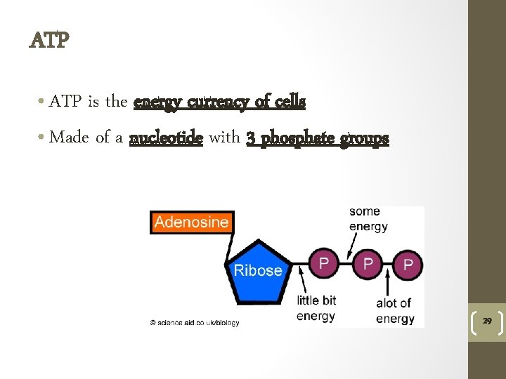 ATP • ATP is the energy currency of cells • Made of a nucleotide