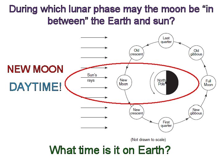 During which lunar phase may the moon be “in between” the Earth and sun?